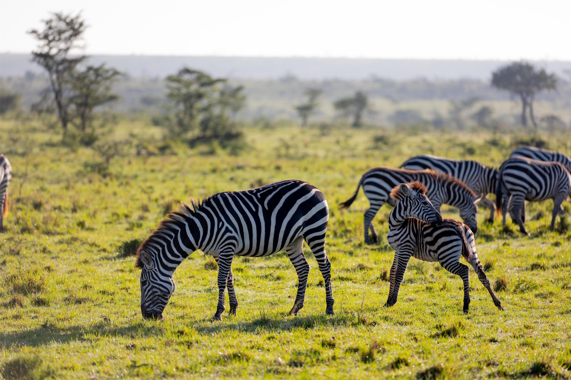 Game Drives