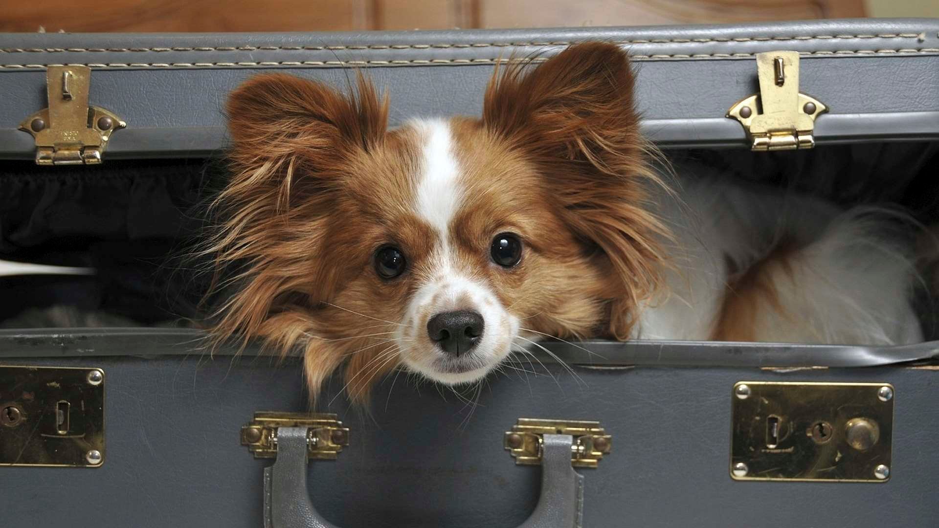 携带宠物旅行