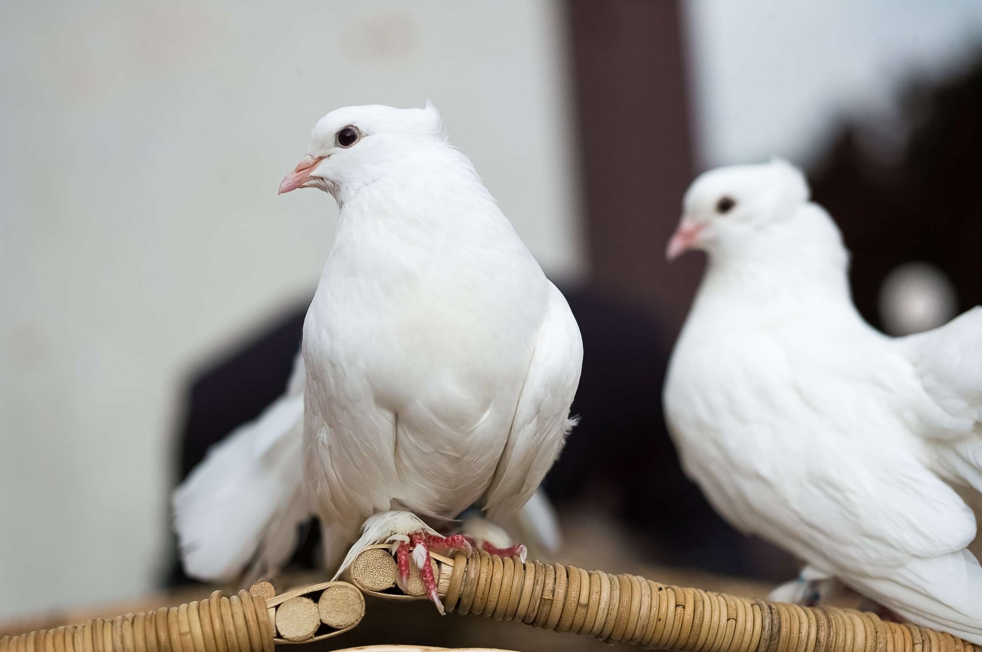 Brautpaar auf der Hochzeit im Schloss Albrechtsberg mit Catering