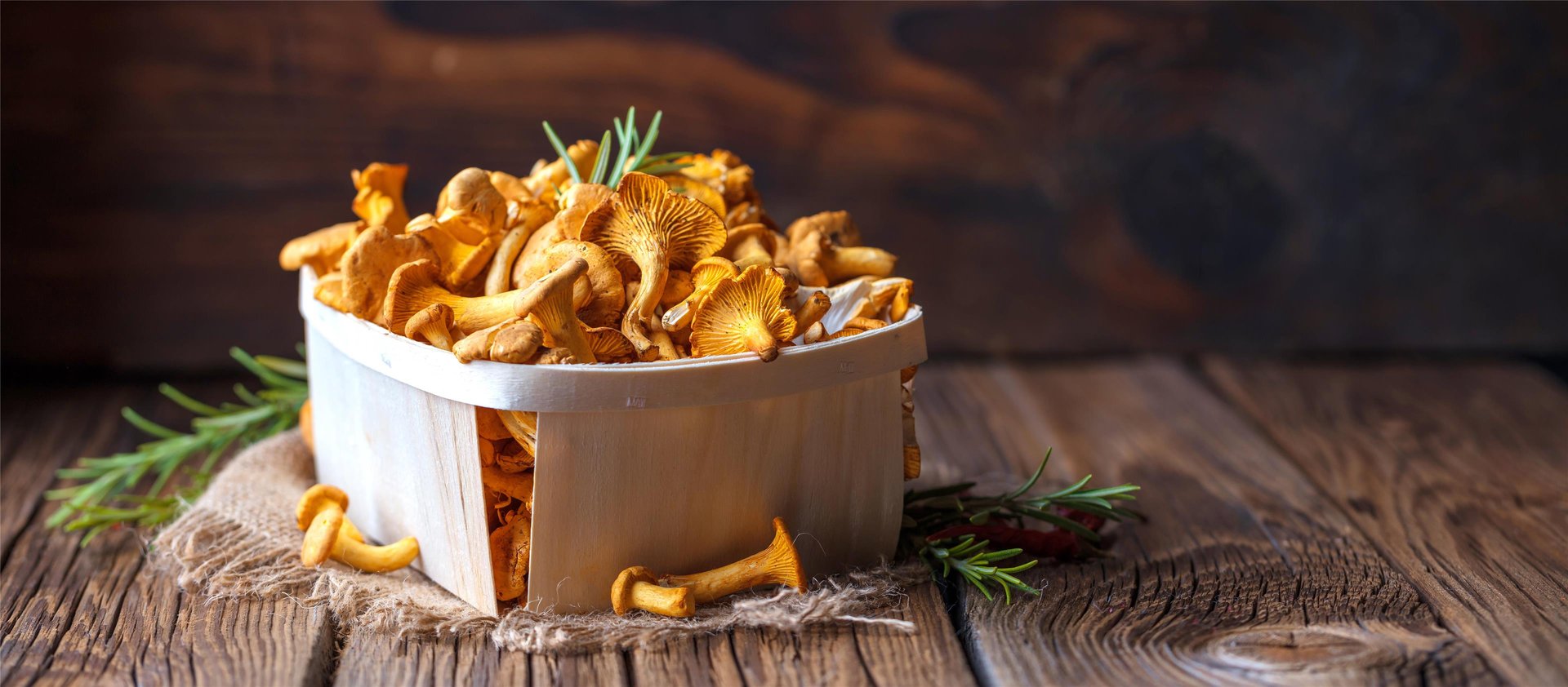 Freshly picked chanterelles