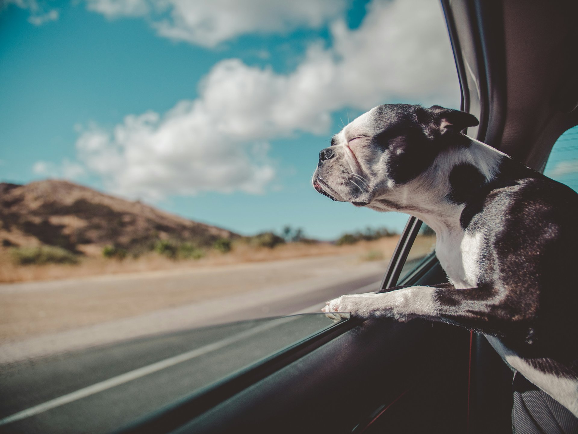 The Kempinski Guide to Travelling with Pets