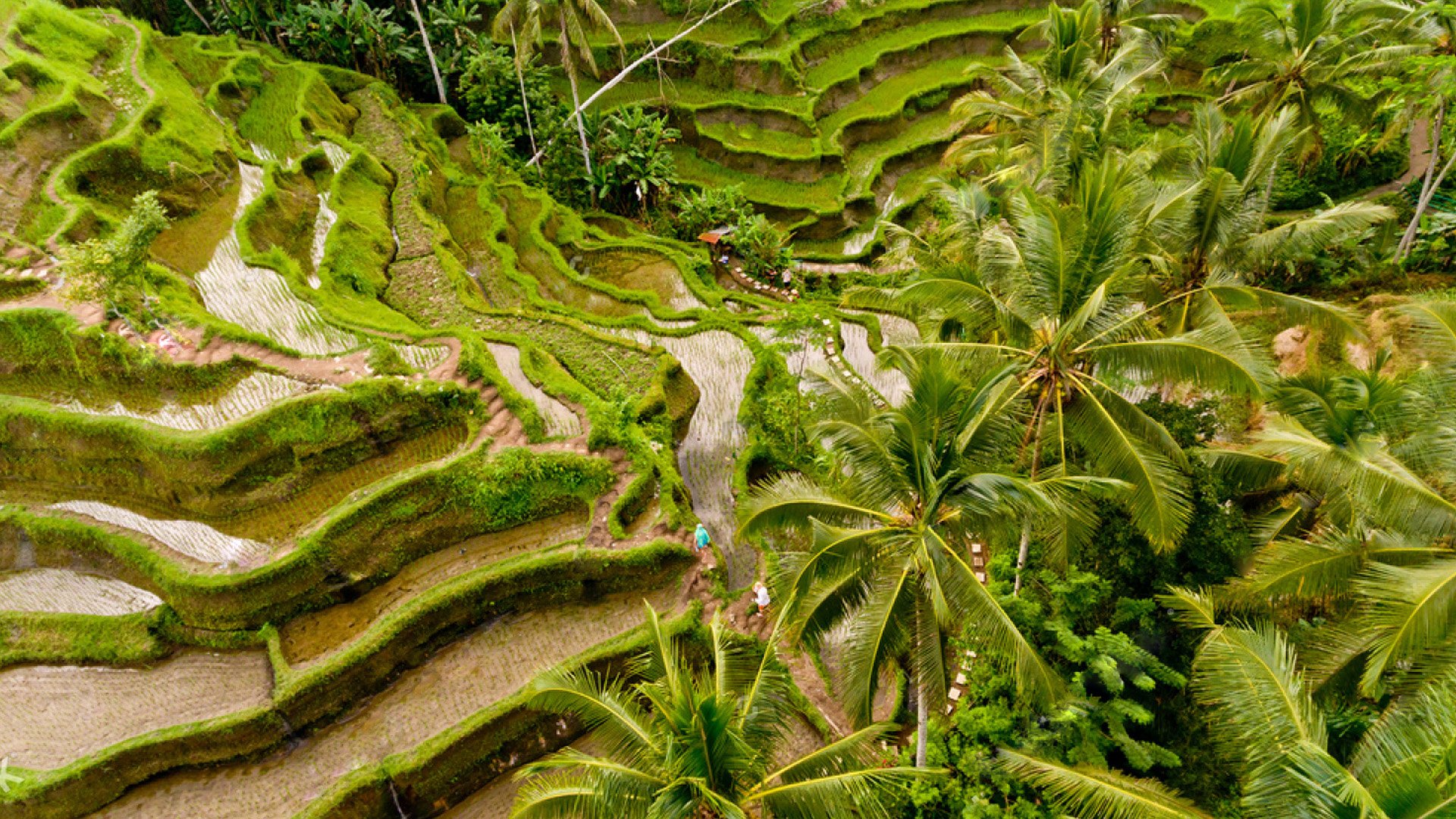 Travel Pulse