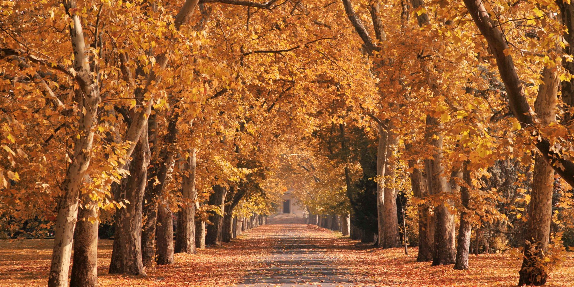 Fall for Beirut