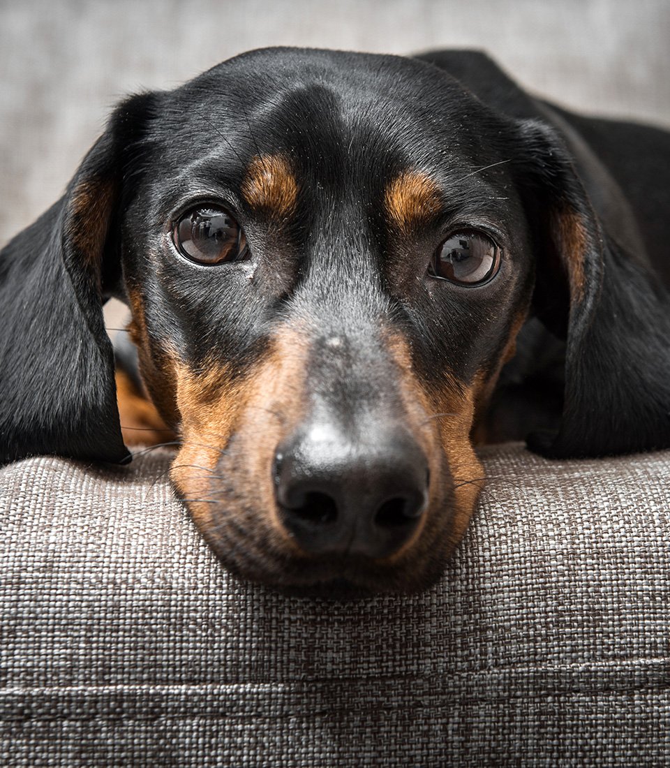 Dog_960x1100px.jpg