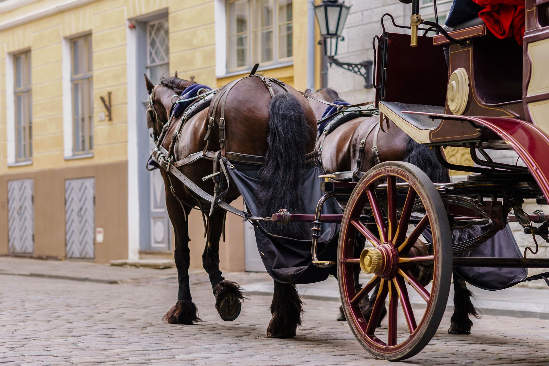 horse-drawn carriage