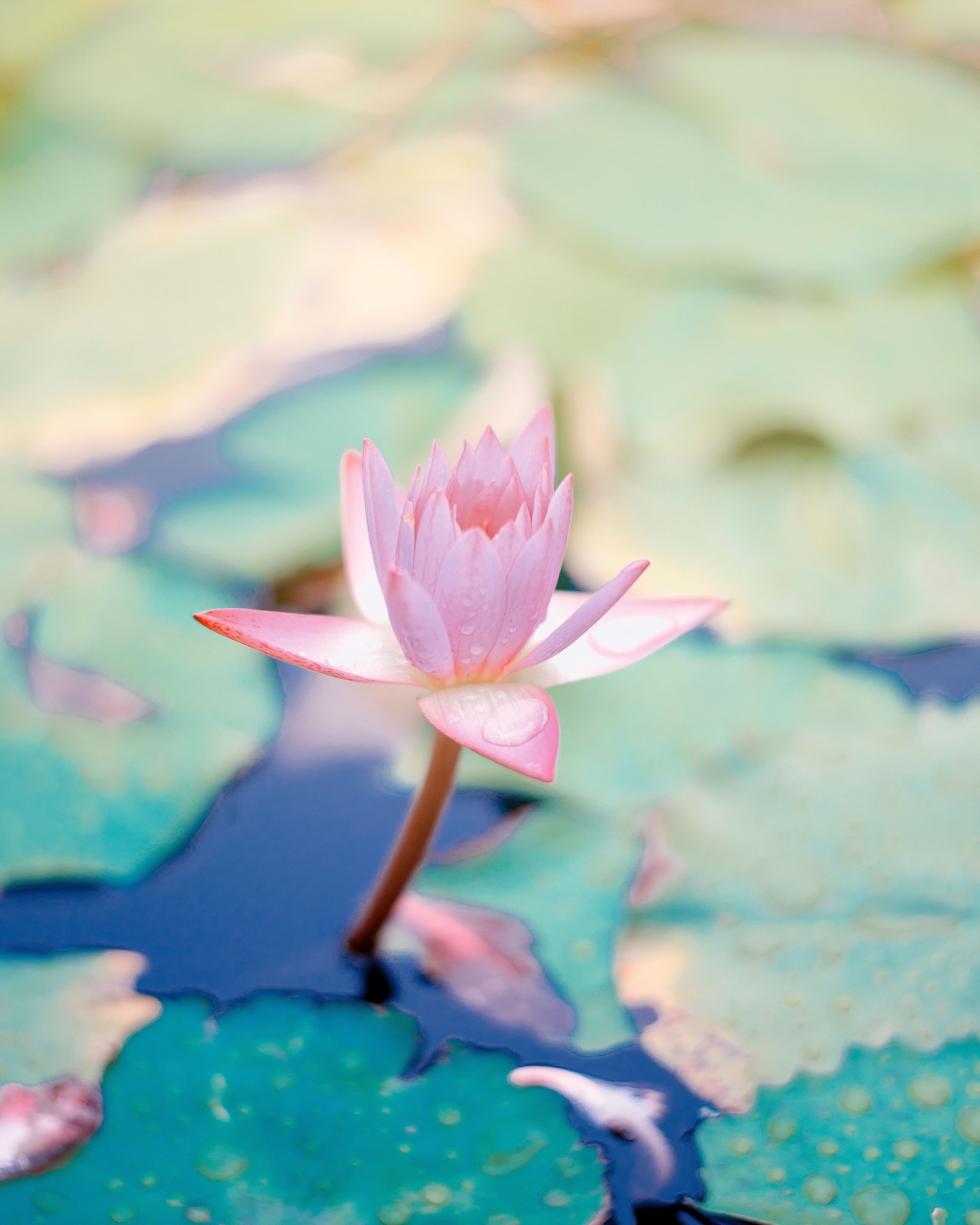 saffu-Ct1Mx5OTn9A-unsplash1.jpg