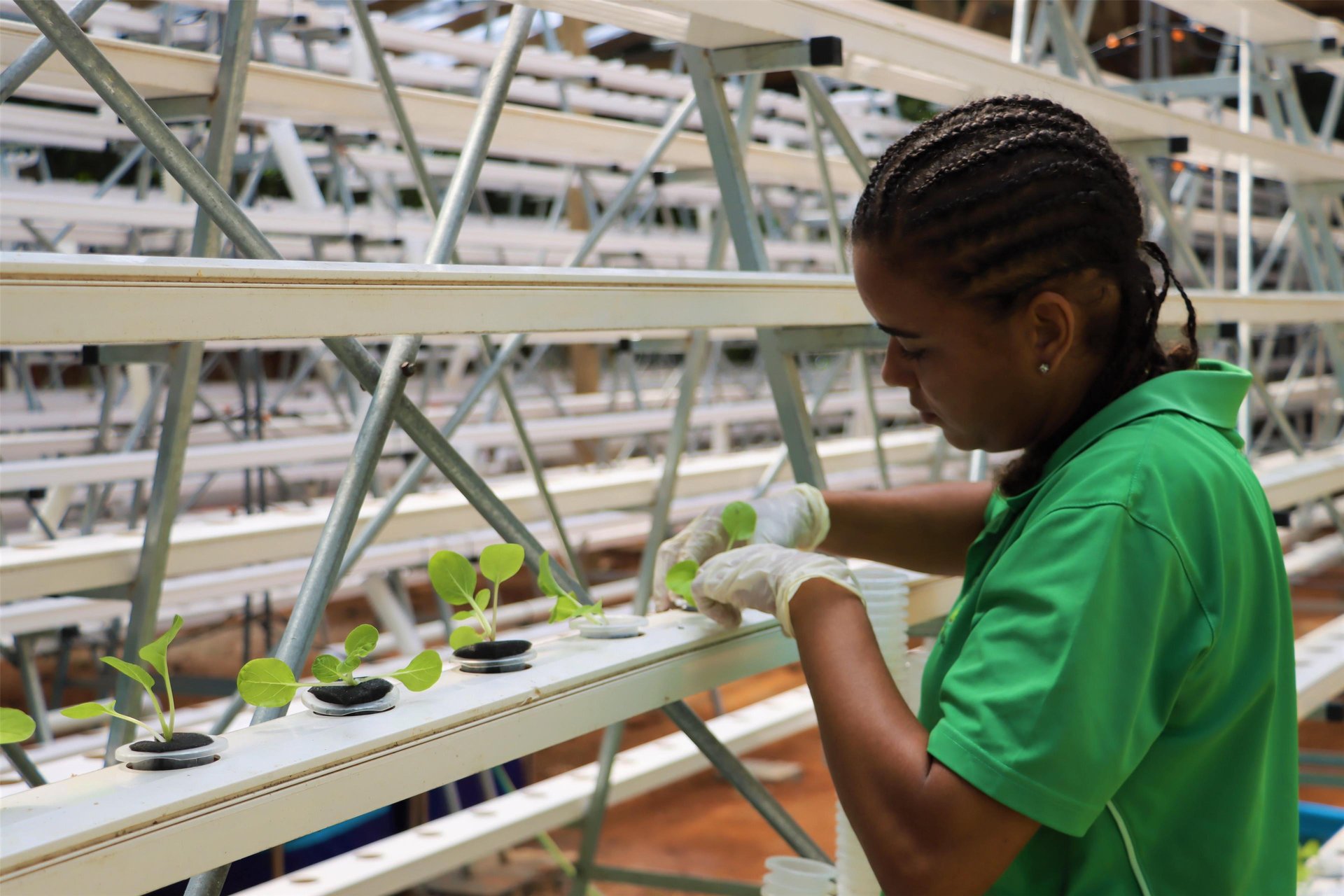 Tropical Hydroponic Farming System