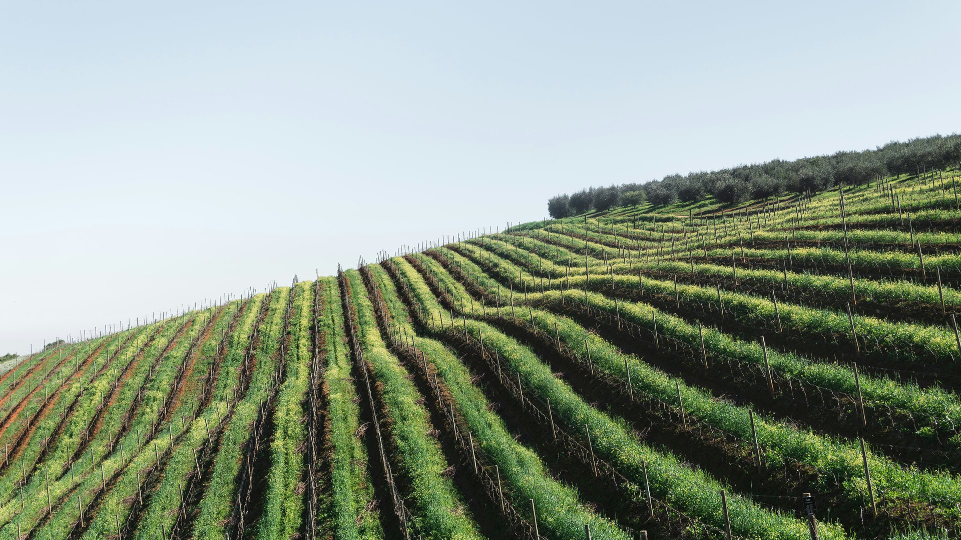 10 Top Destinations for Wine Lovers