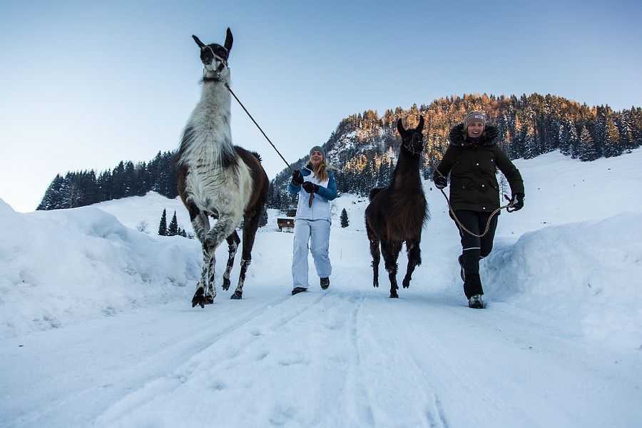 JPEG_Kitzbüheler Alpen_Activites_Lama Trekking 1.jpg