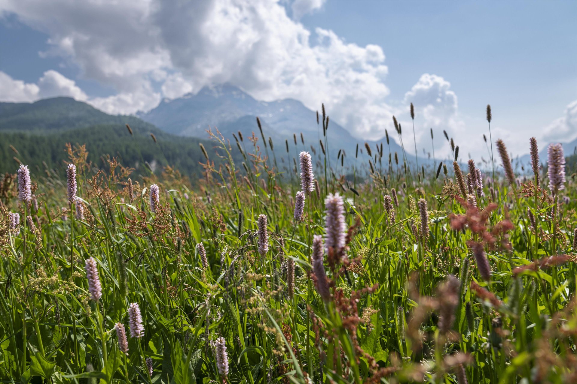 Engadin Tourism Pictures