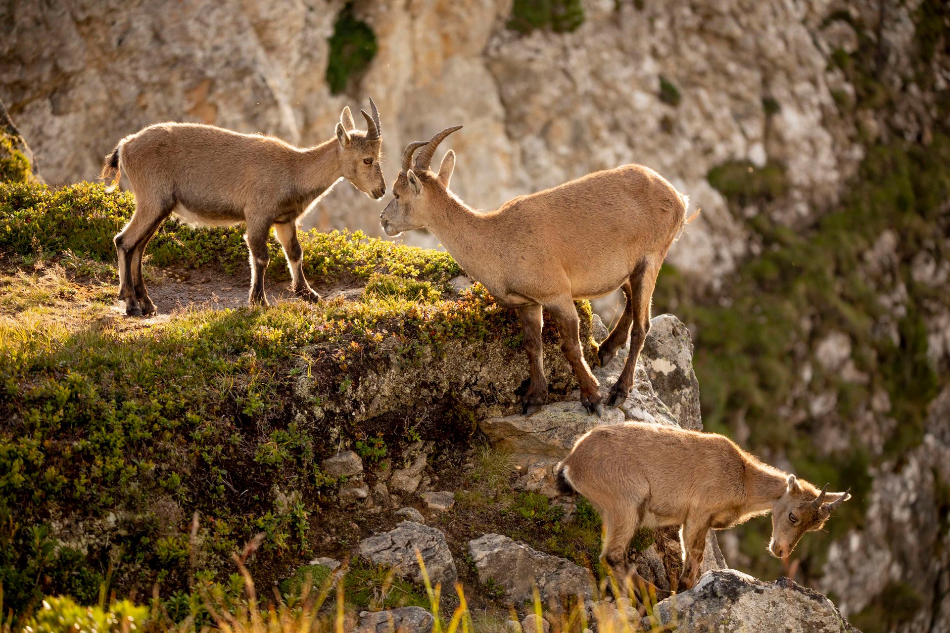 Nature Shots of Graubünden