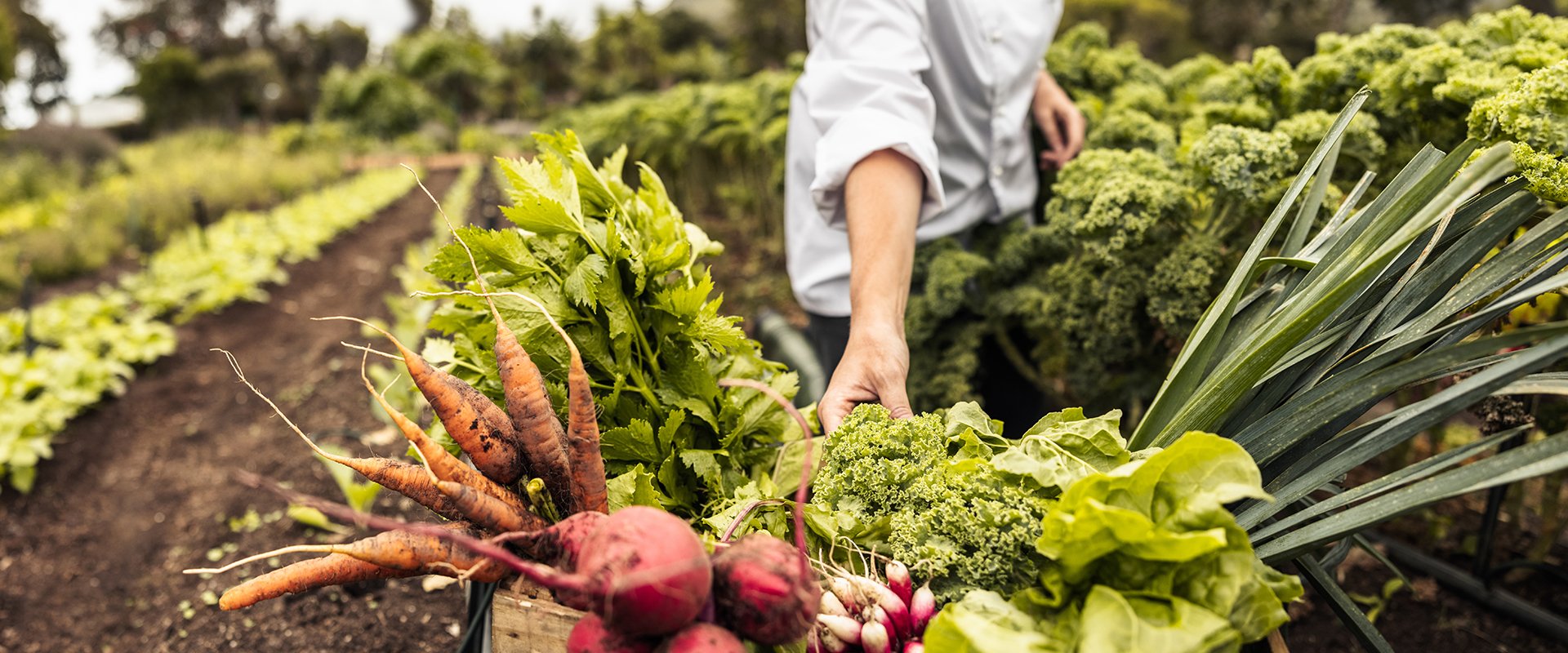 Sustainability à la Carte