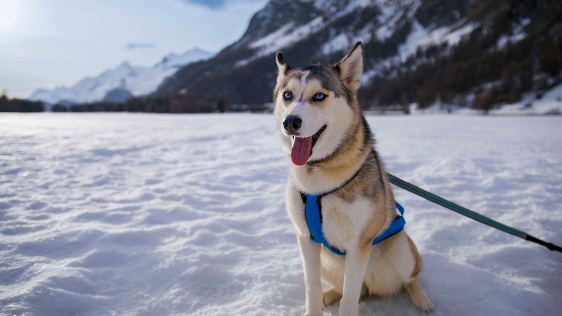 Pet-Friendly Dog Walking Trails