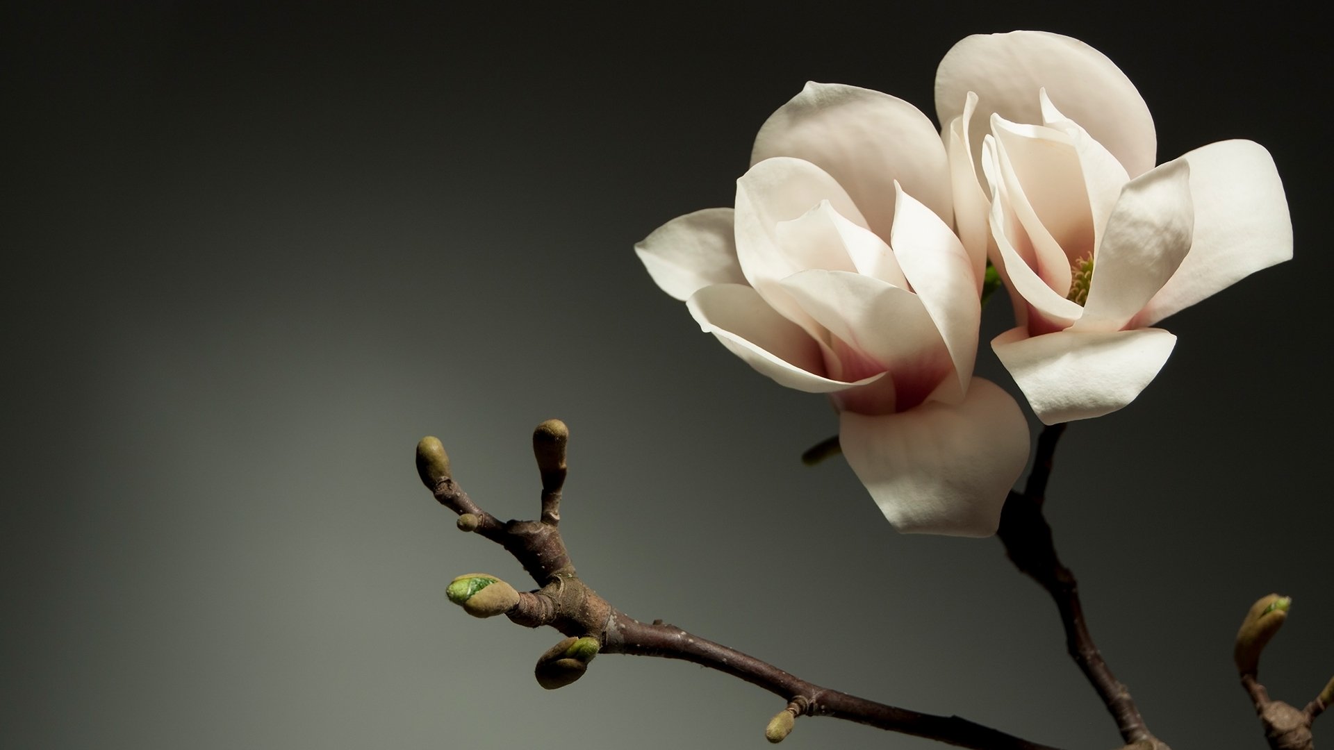 NUOLoyalty_Tiers Header_iStock-482650575.jpg