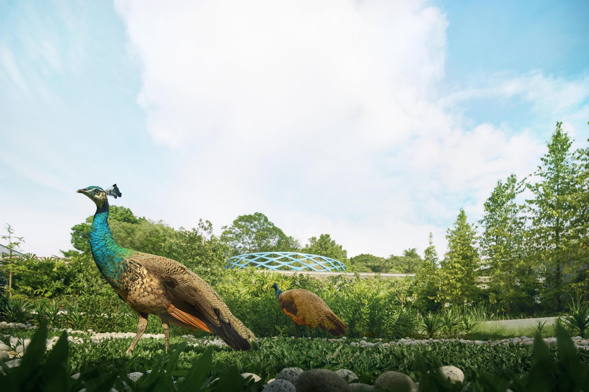 KISIN1 - 2025 - Collaboration - Sentosa Experience