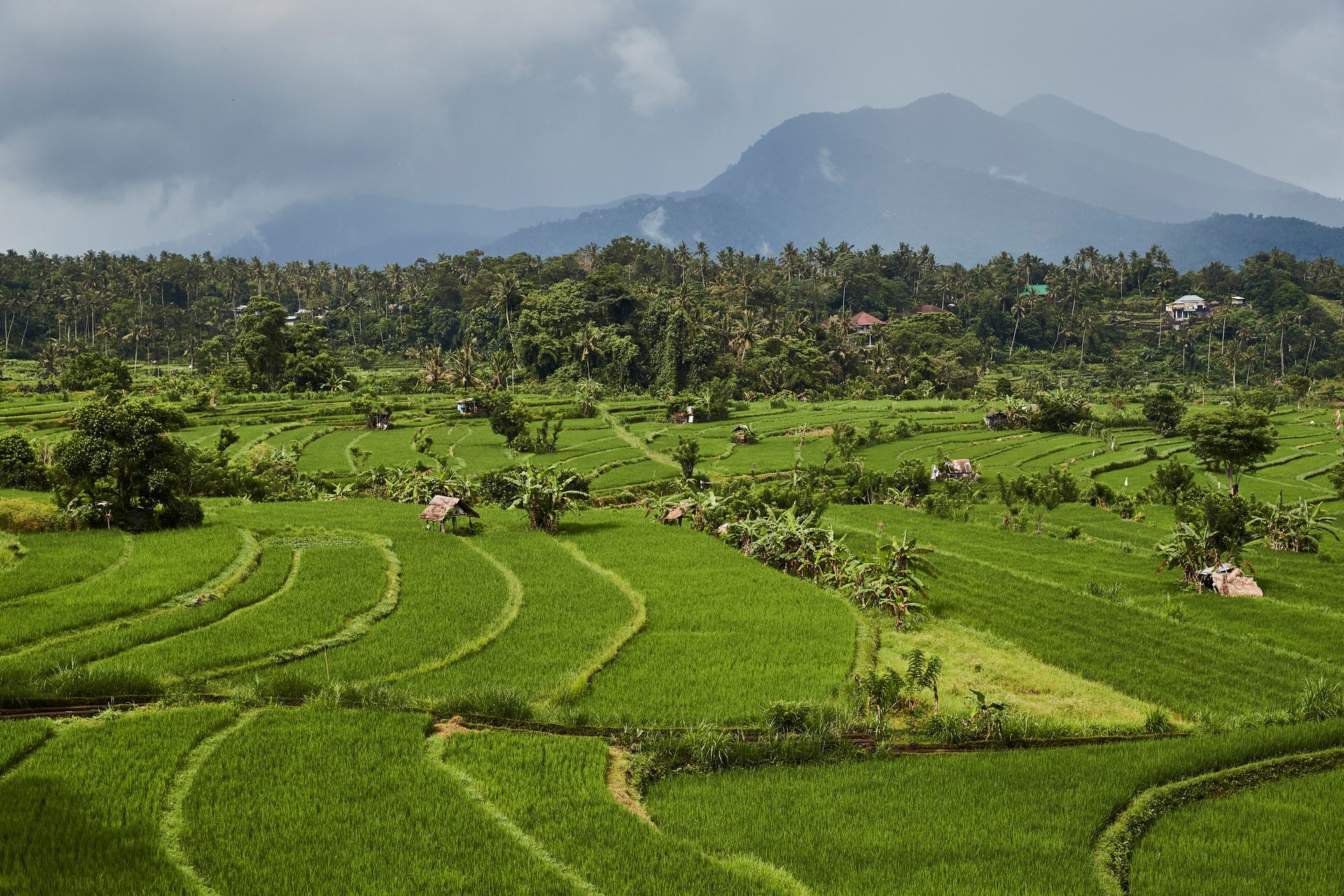 KIDPS1_Rice Field 1_Original_9724.jpg