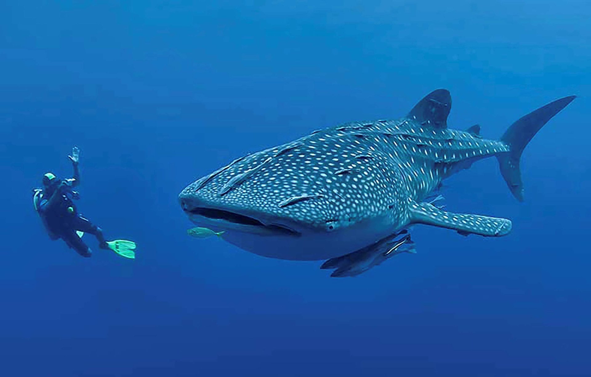 Swimming with the Whale Shark