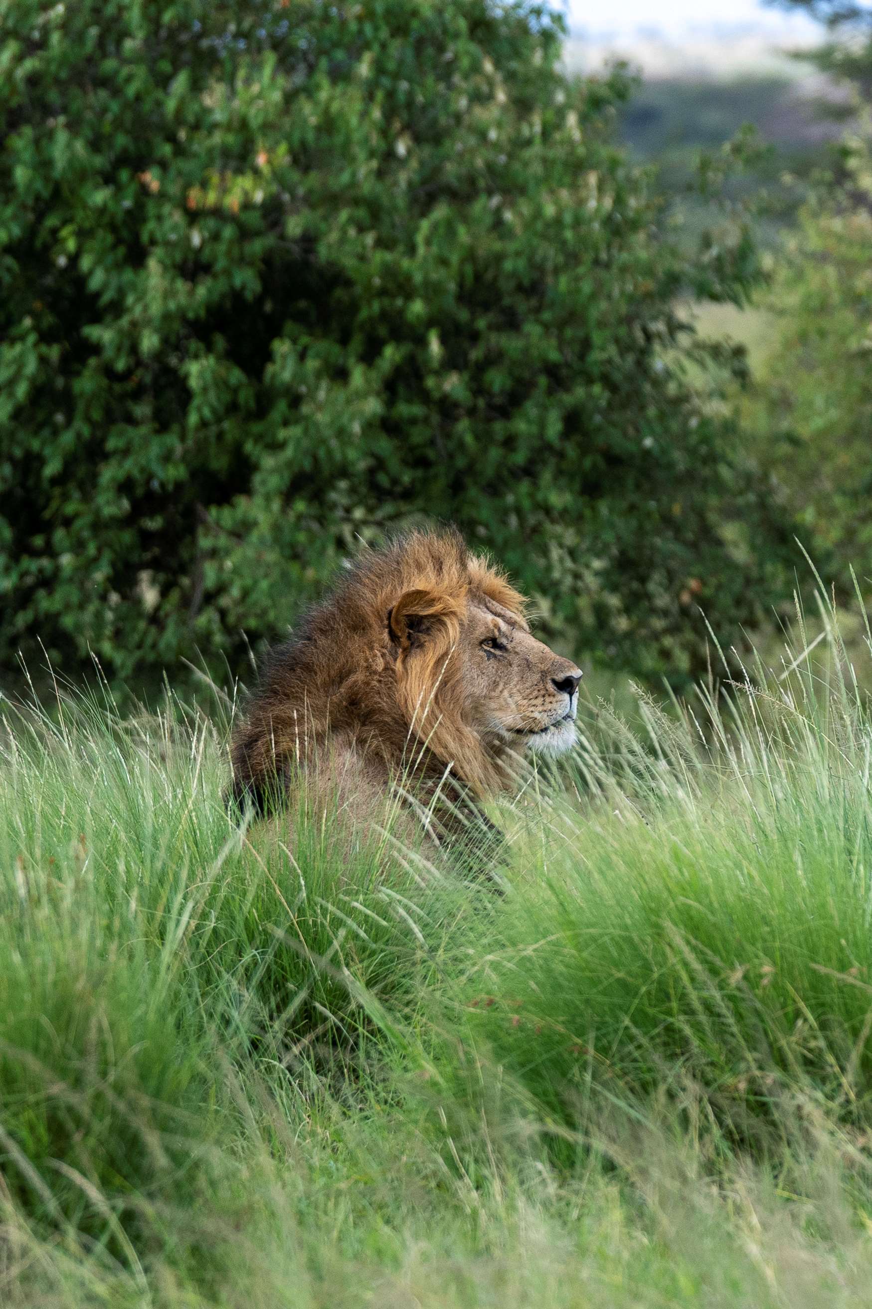 About Kenya