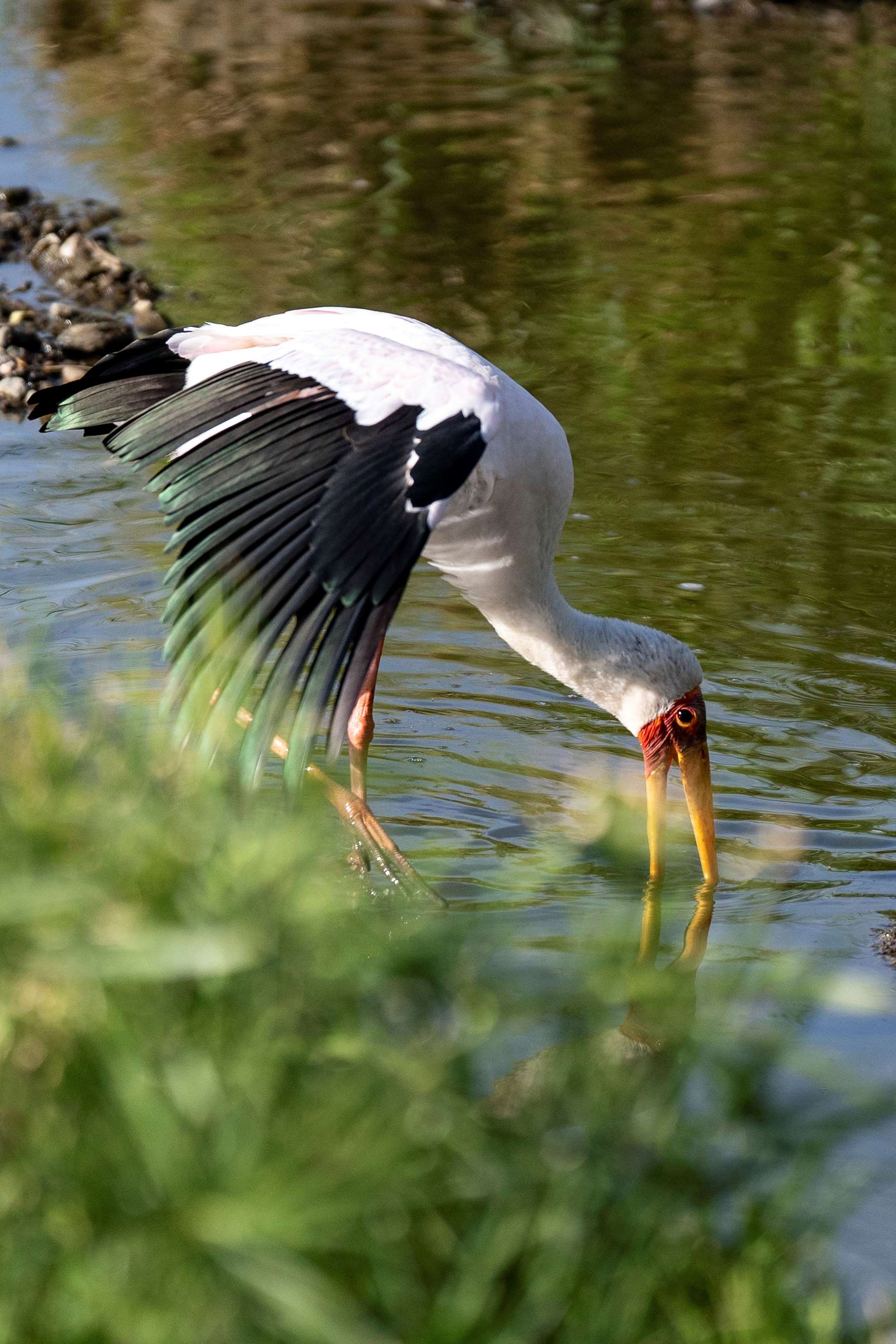 Guided Nature Walks