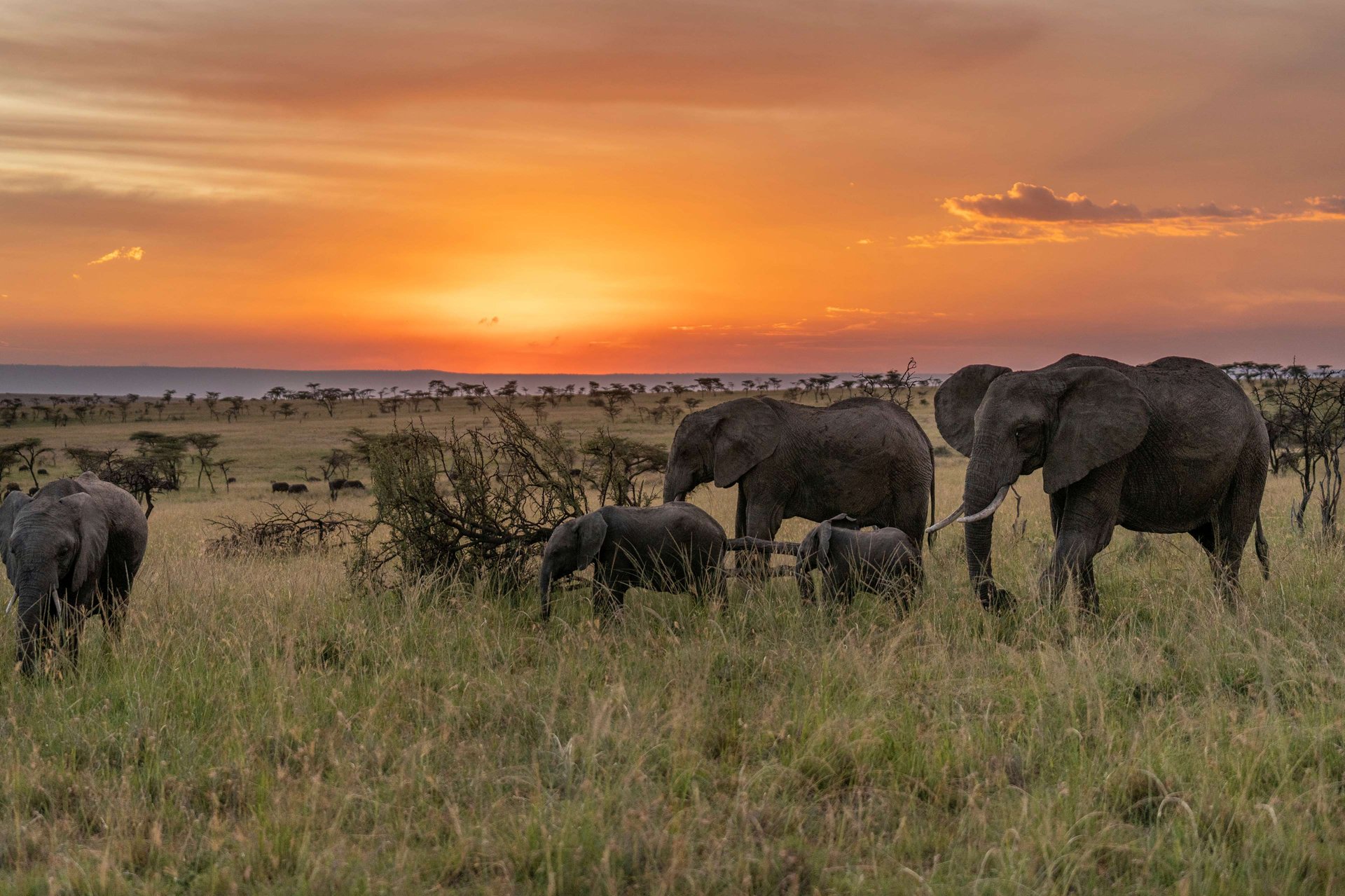 Sundowners Out of Africa Style