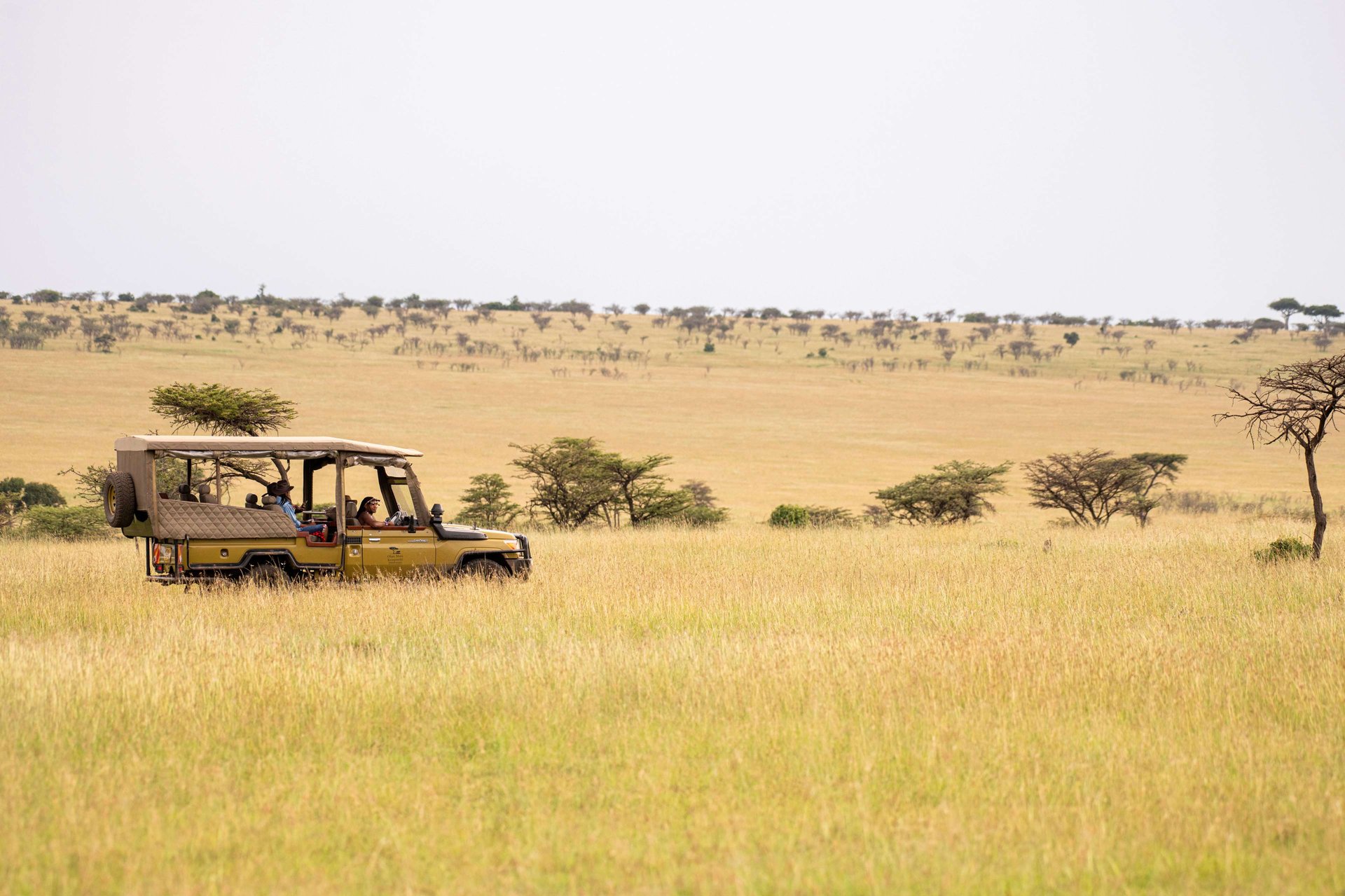 The annual migration of Wildebeest
