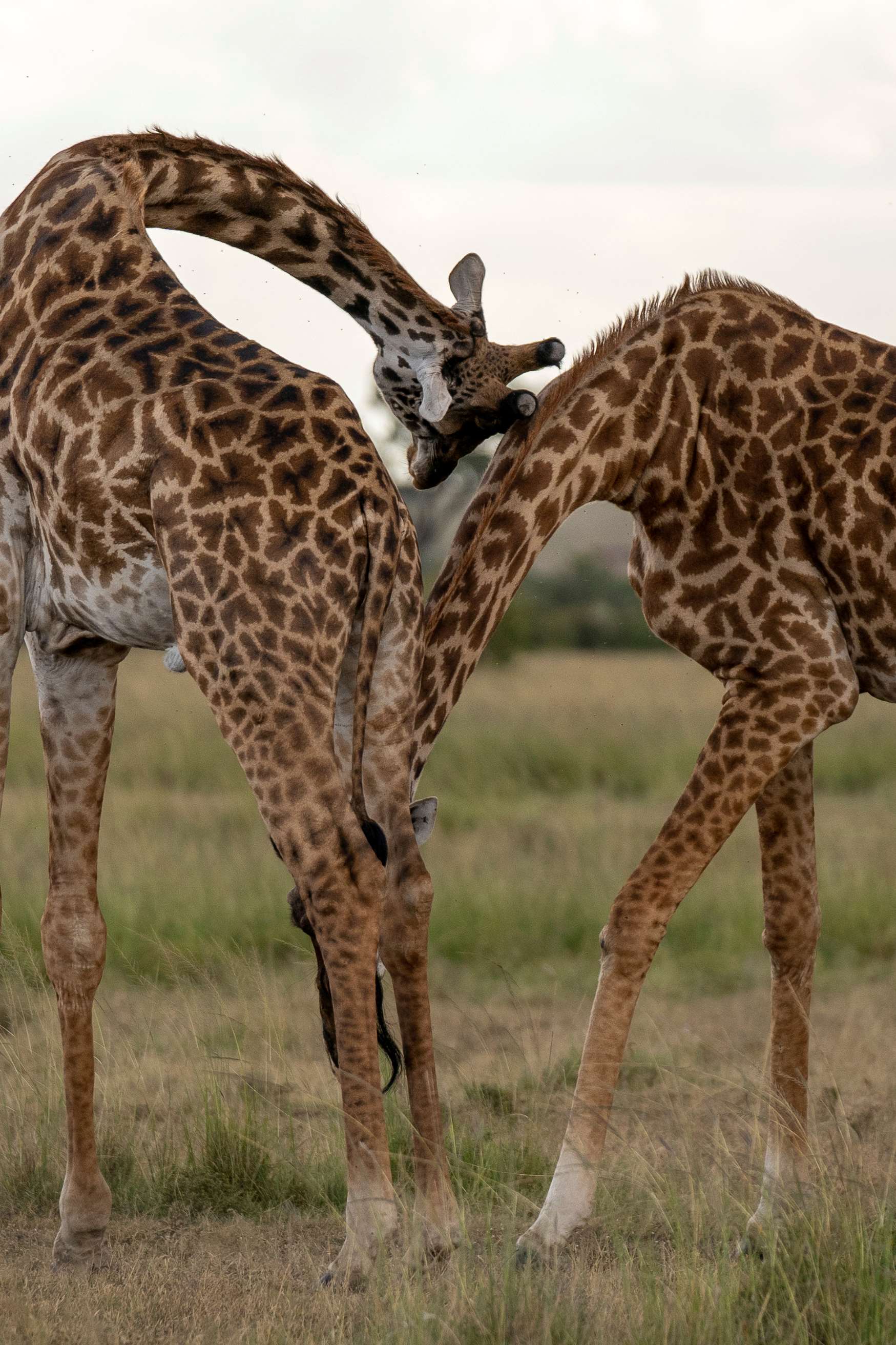 Day Game Drives
