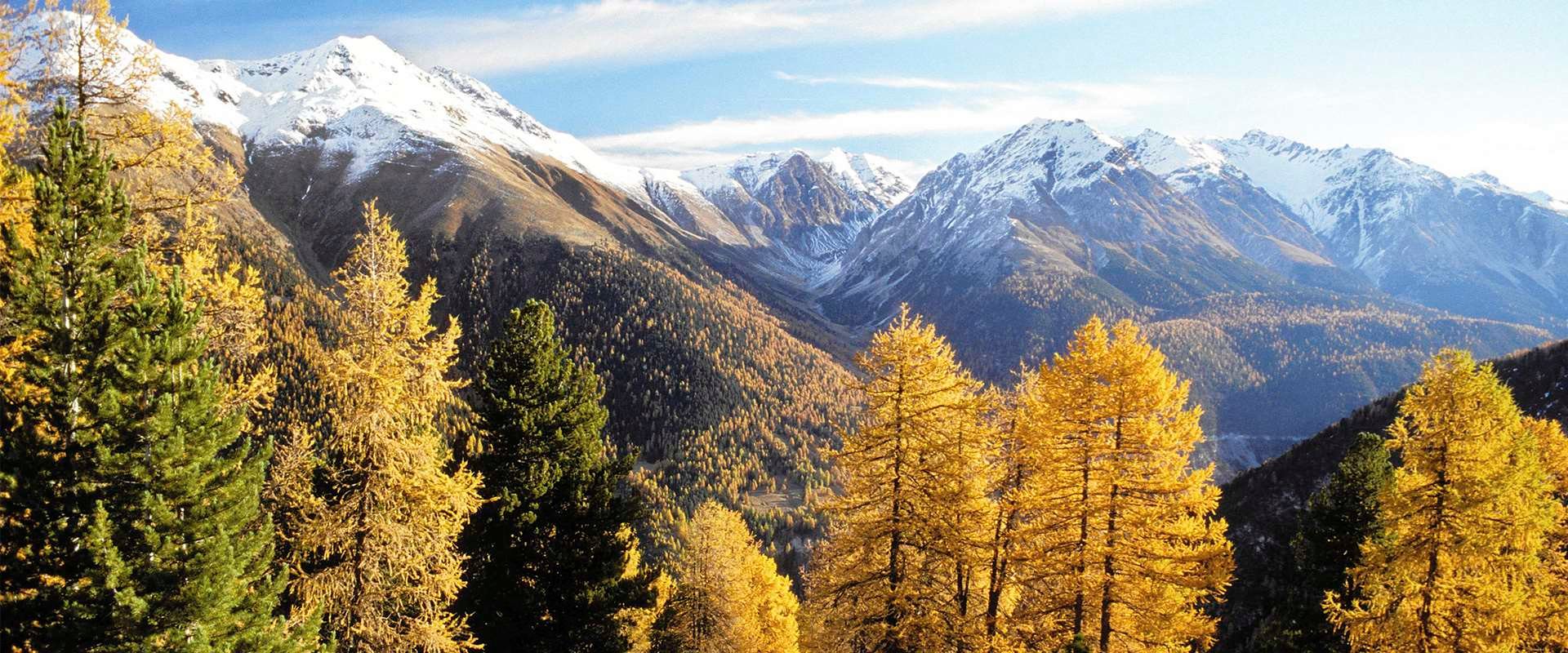 Die Wälder von St. Moritz
