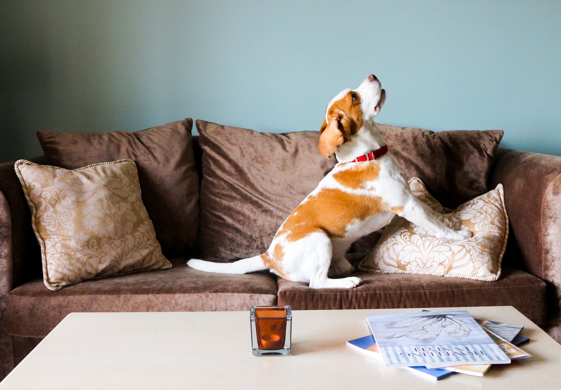 Dog on the sofa
