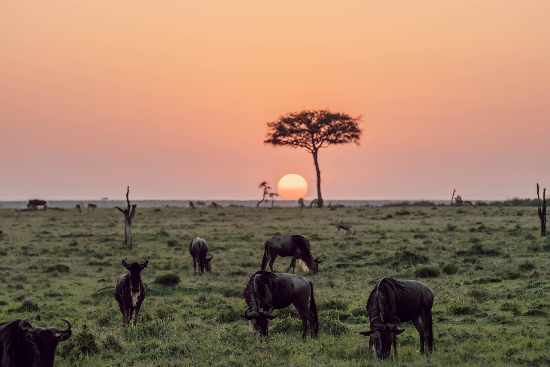 Olare Mara Kempinski Masai Mara in Kenya