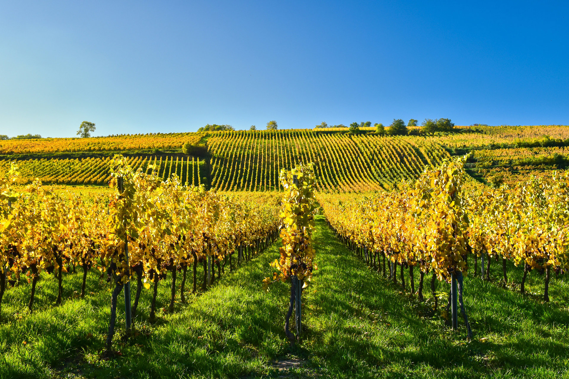 Alsace