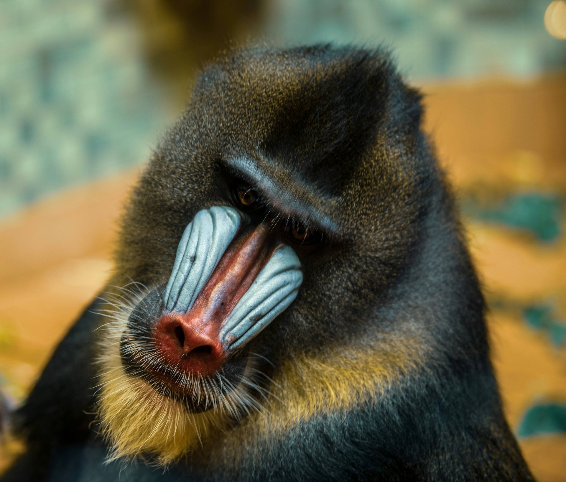 Monkey