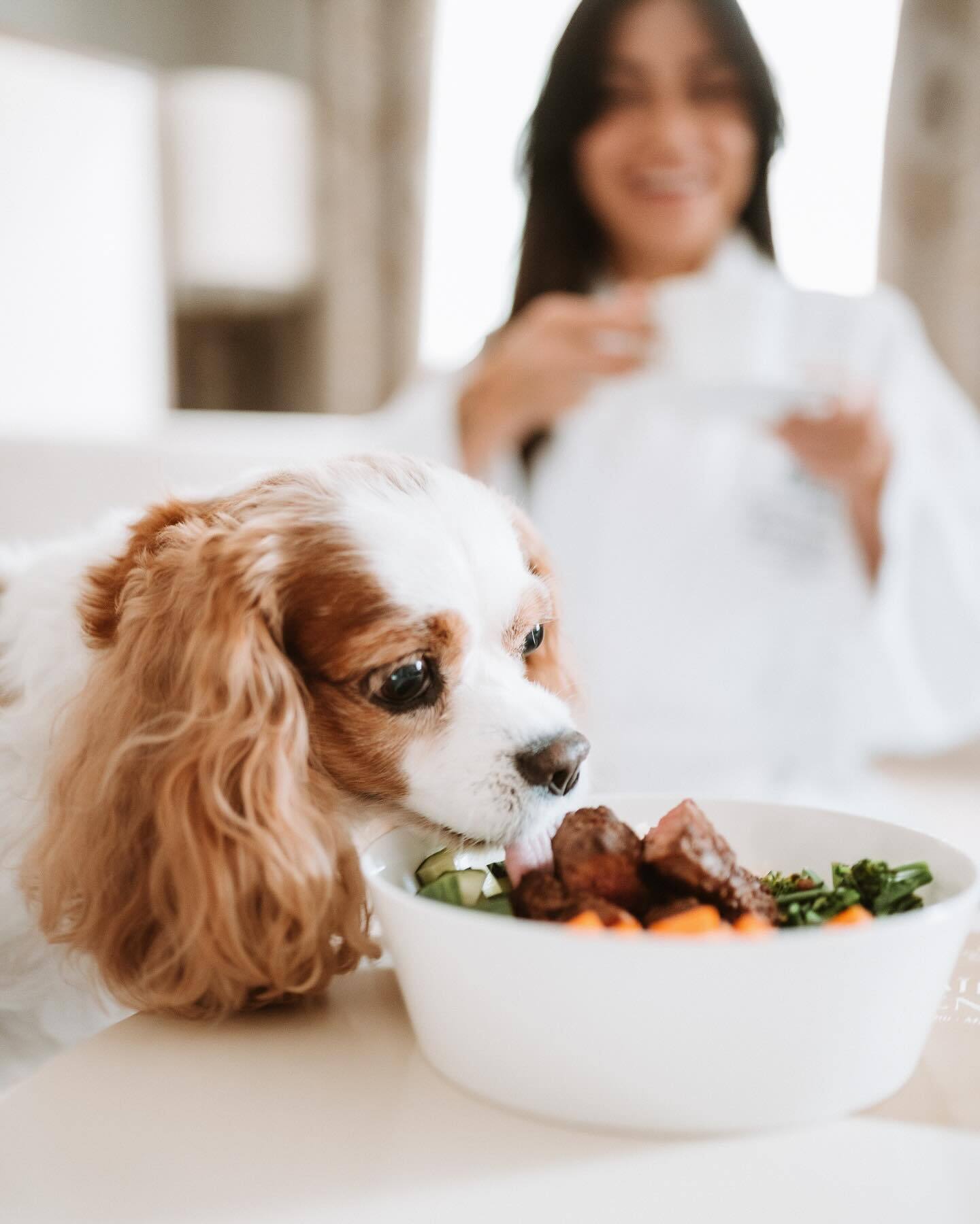 Dog with food bowl