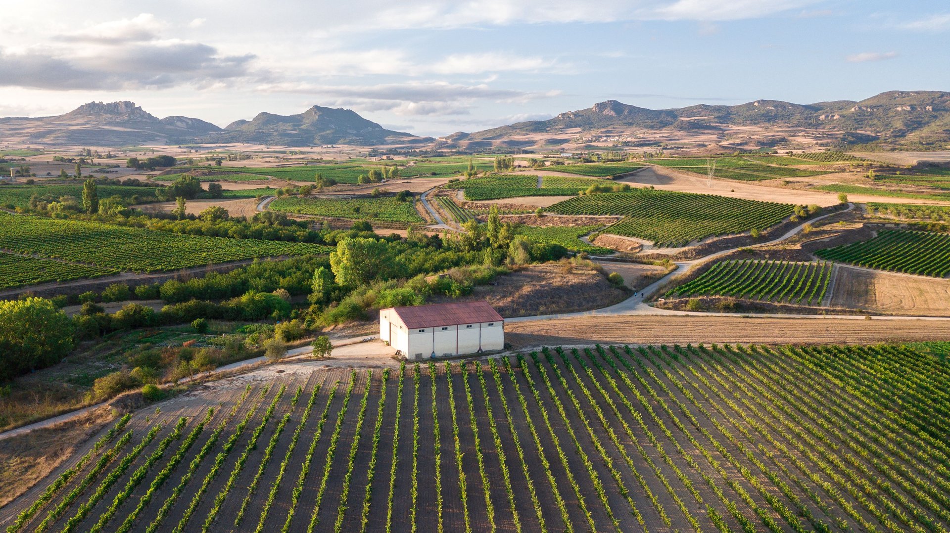 Vineyard in Spain