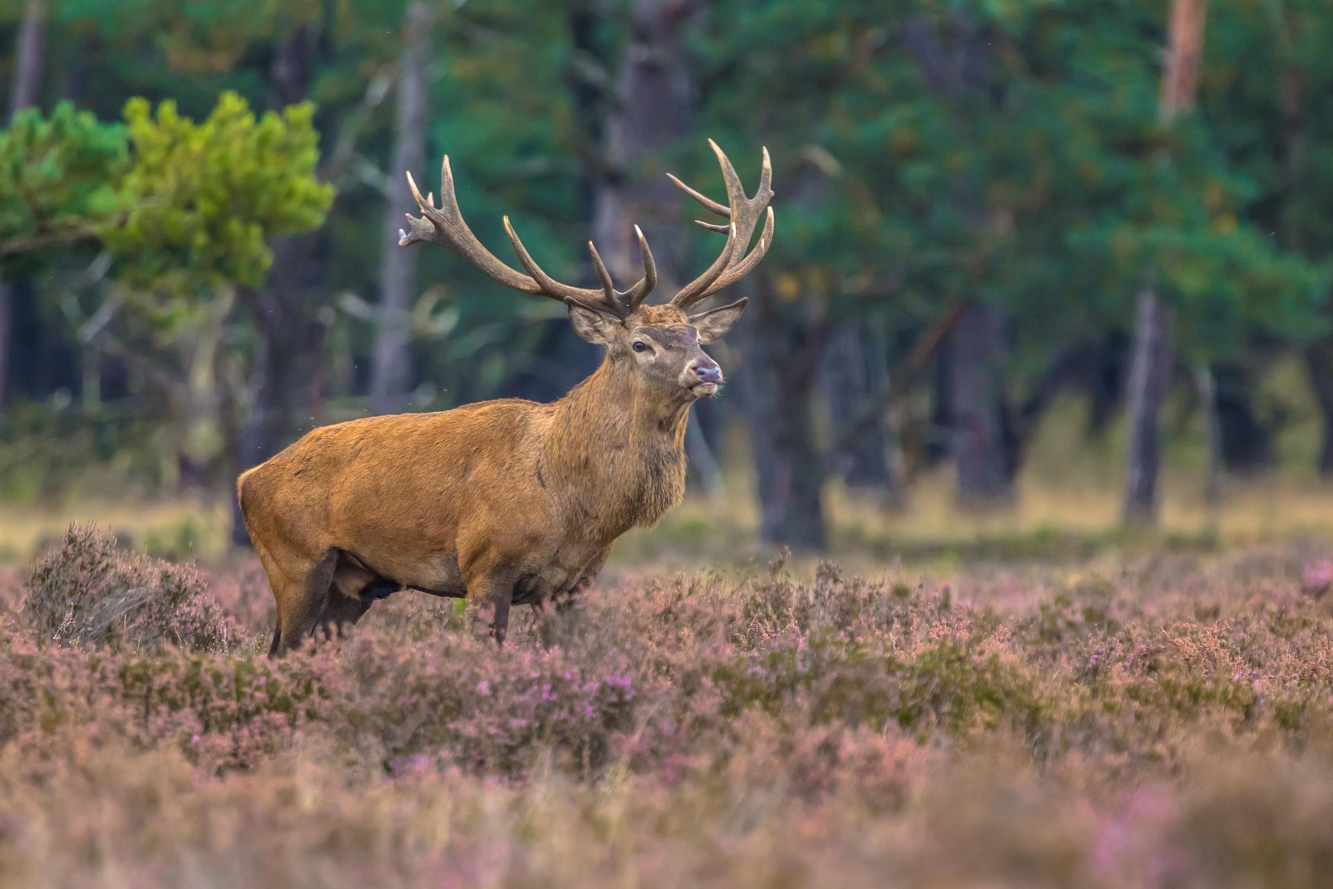 Stag calls in the forest and heathland