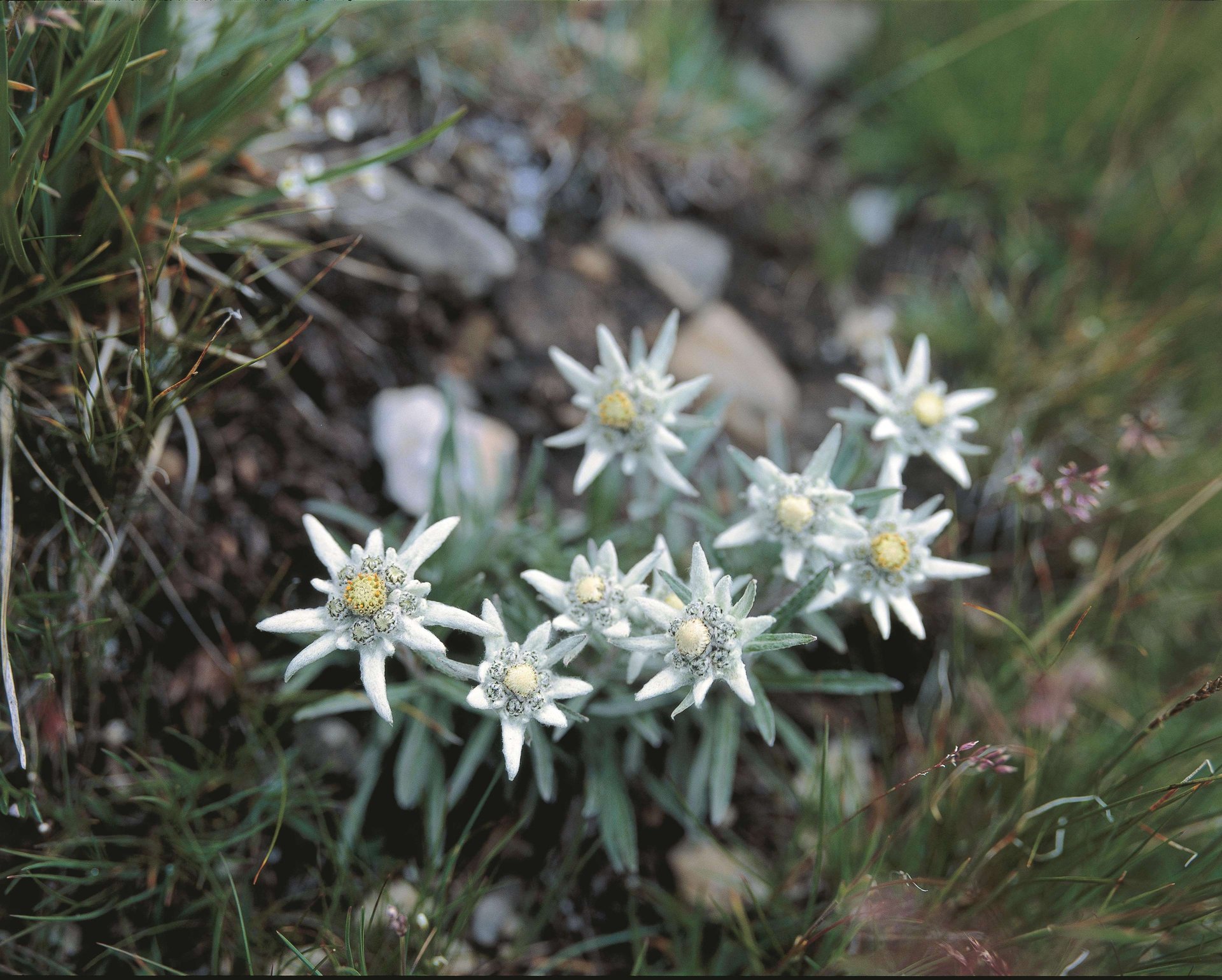 Schweizer Nationalpark