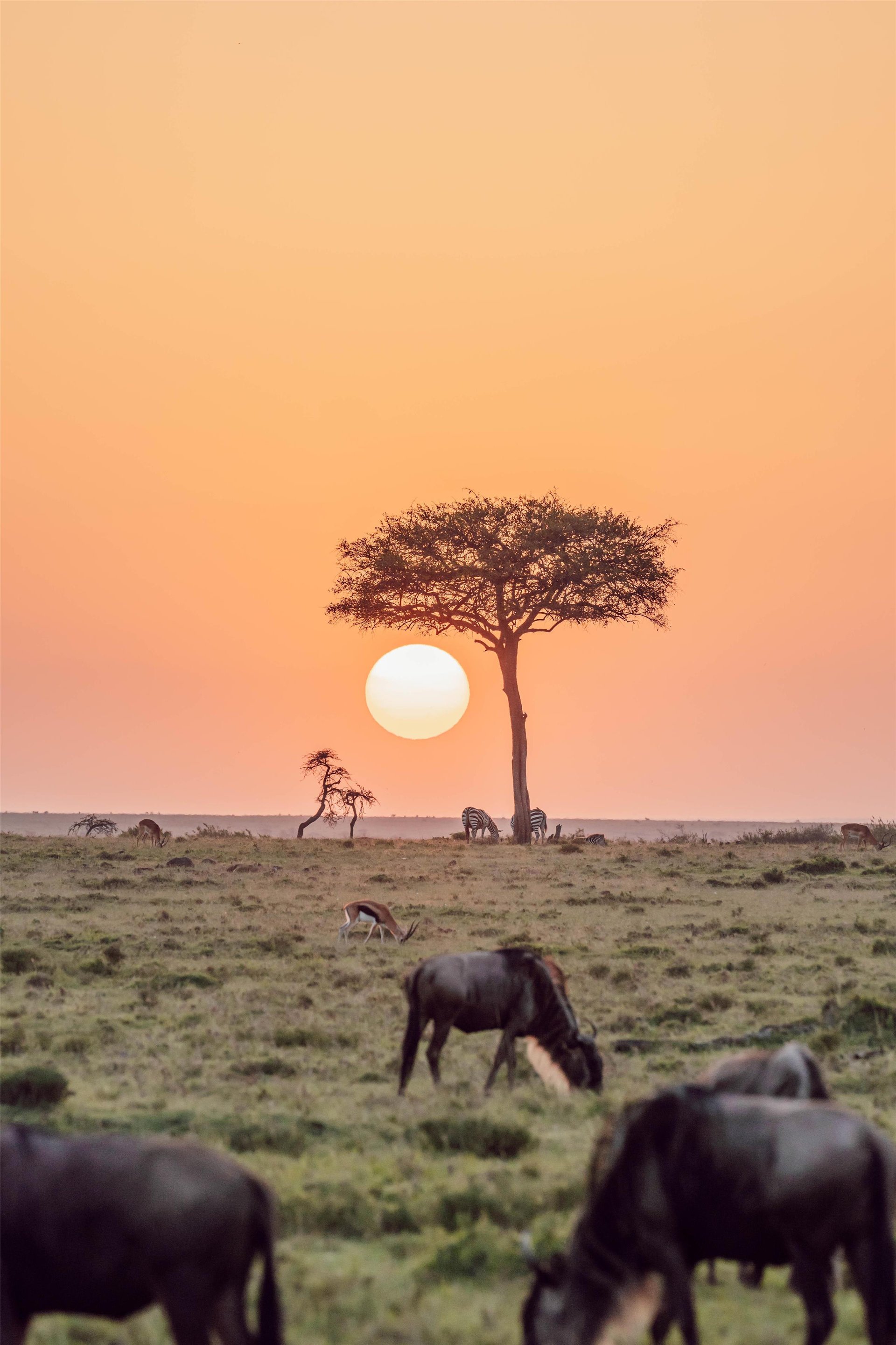 Olare Mara Kempinski, Masai Mara - Miscellaneous