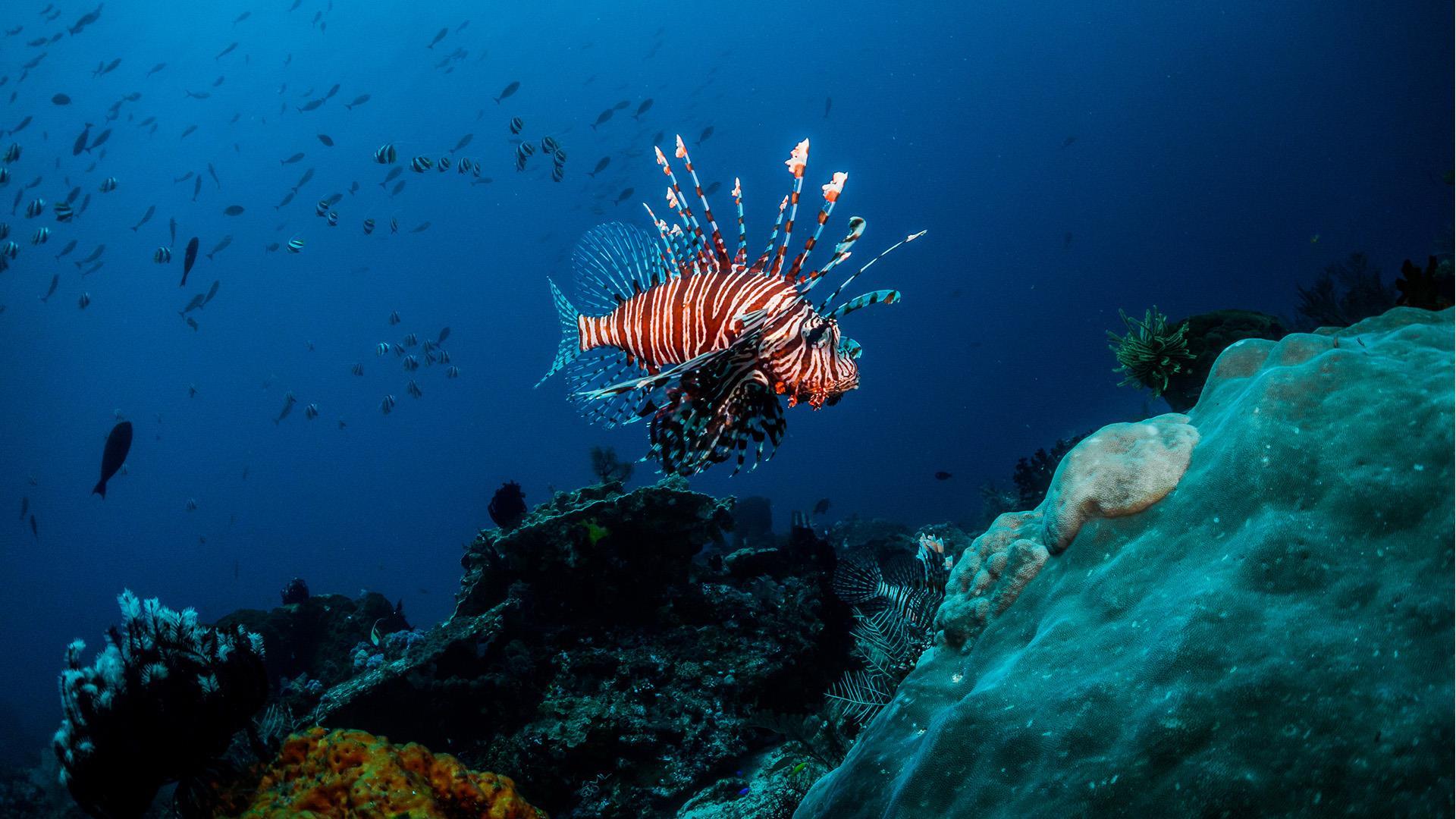 Saudi Arabia Kingdom’s emerging destination on the Red Sea