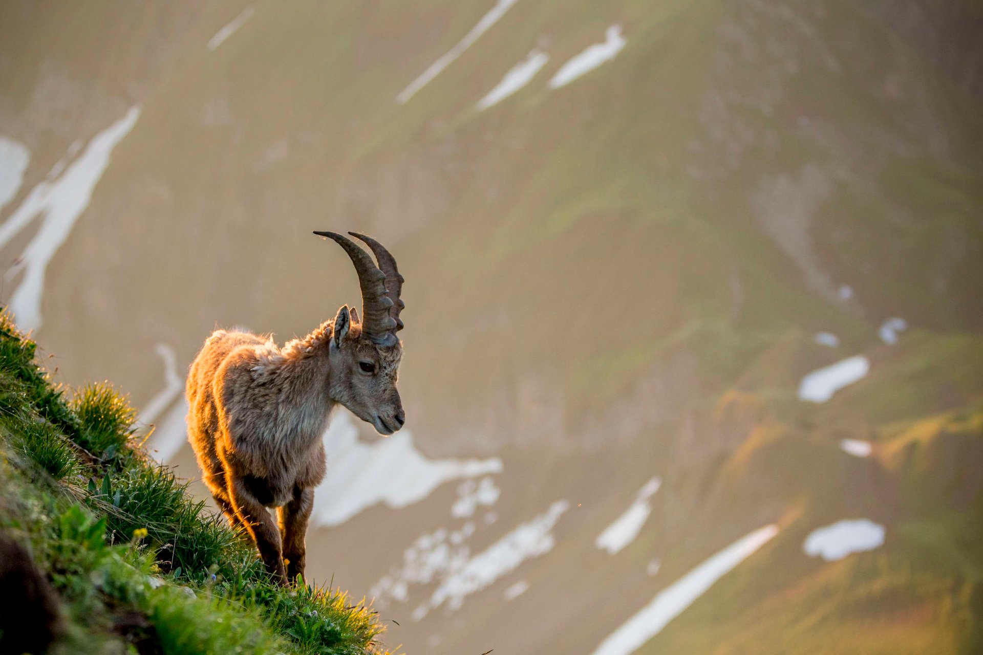 Meet the Ibex in Pontresina