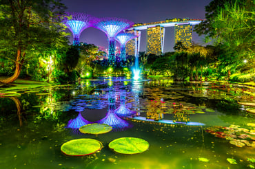 Water Lily Pond.jpg