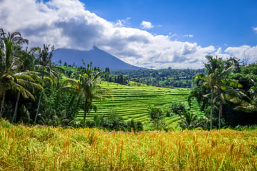 Jatiluwih Rice Fields.jpg