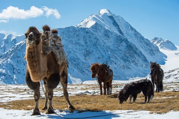 Mongolia and Ulaanbaatar_High Res_30404.jpg