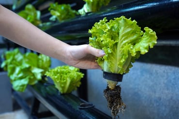 Urban Farming at Hotel Indonesia Kempinski Jakarta