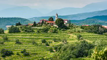 Vineyard in Slovenia