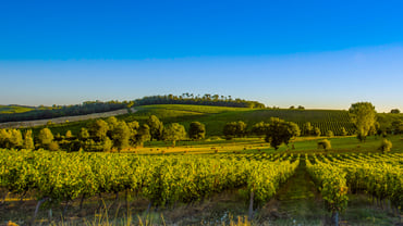 Chinese vineyard