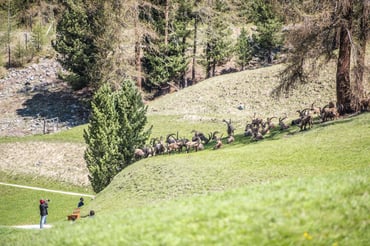 Nature Shots of Graubünden