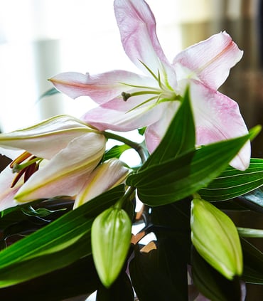Flowers_01_960x1100px.jpg