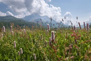 Engadin Tourism Pictures