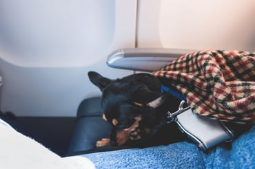 Dog in airplane