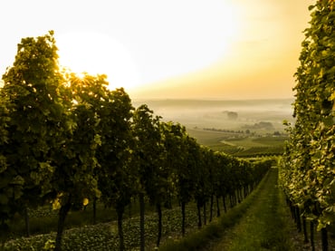 Vineyard in Germany