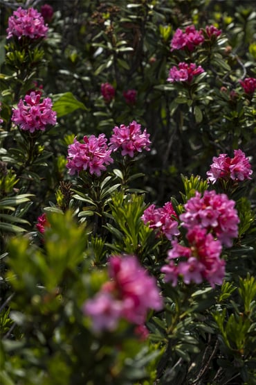 Kempinski Grand Hotel des Bains St.Moritz - Miscellaneous